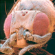 Illustration for article titled This alien-looking fish just rewrote the book on developmental genetics